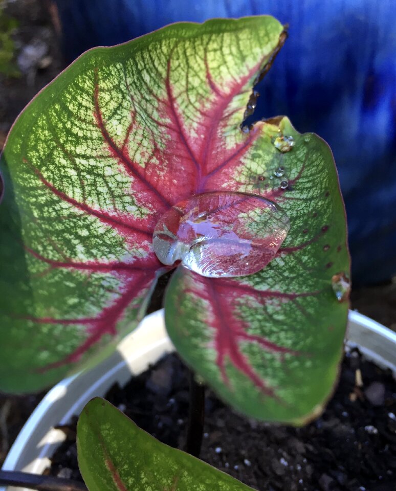 Dew rain bubble