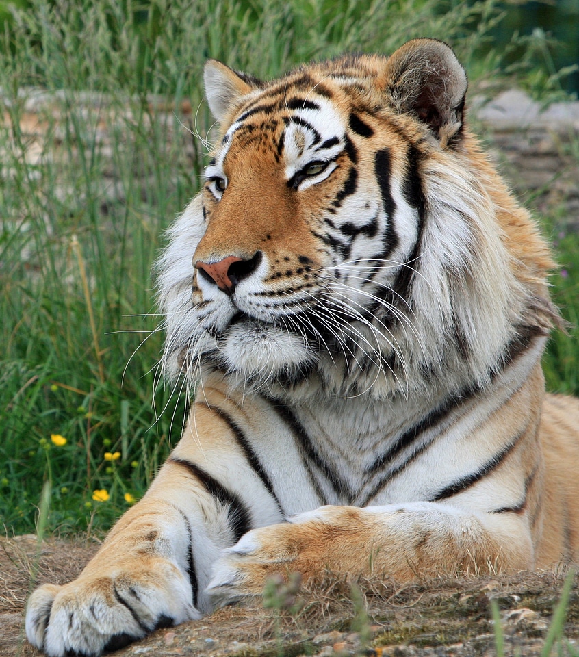 Feline wildlife nature