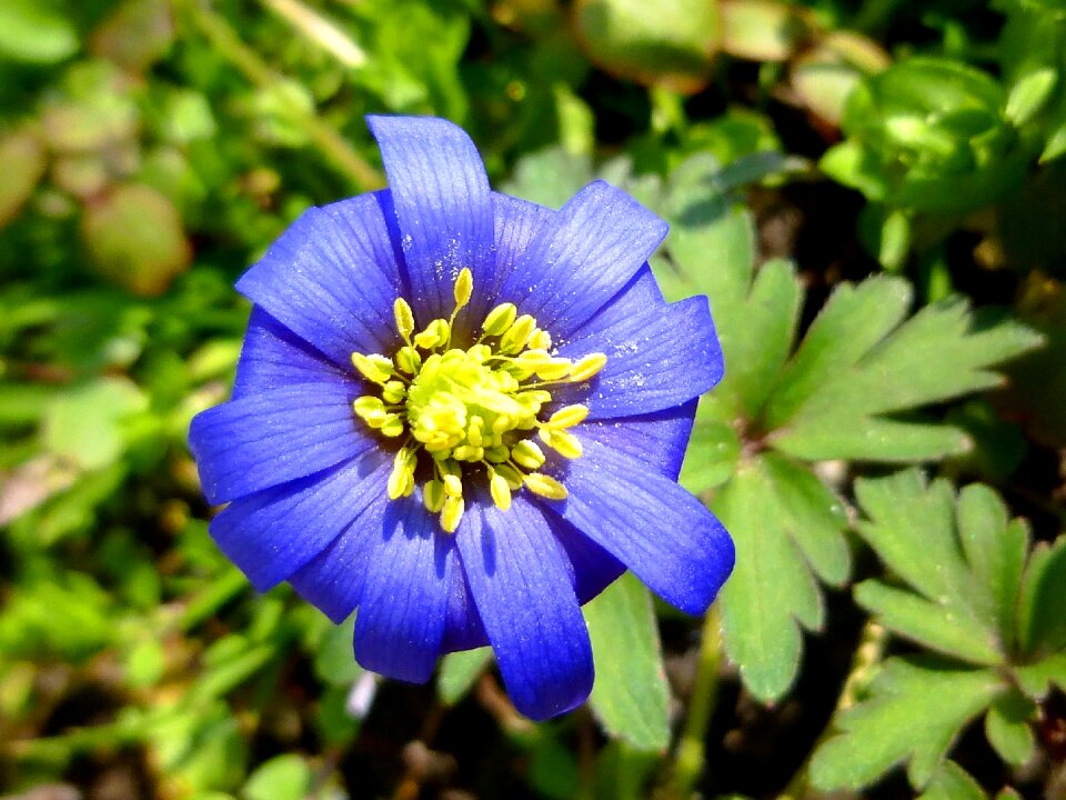 Nature spring flower petals