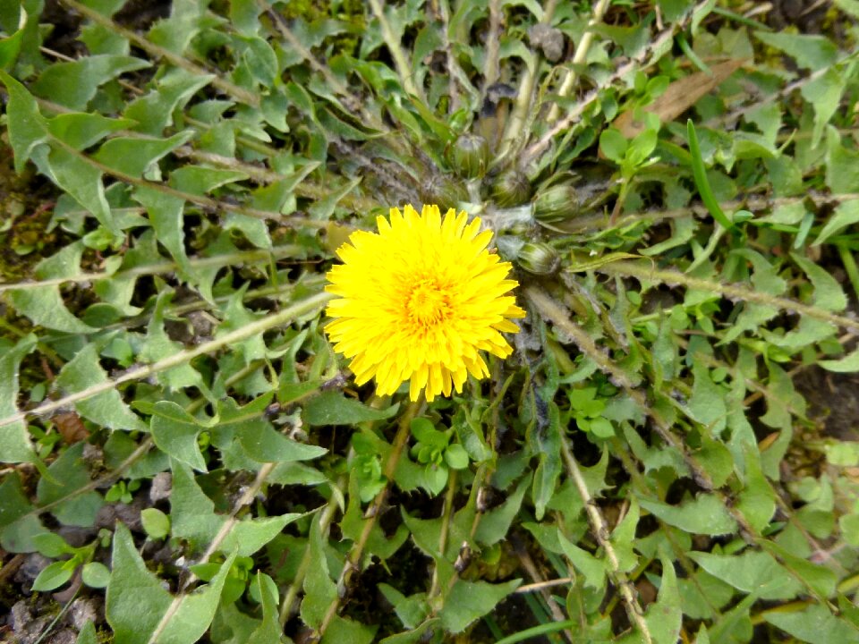 Nature weed spring