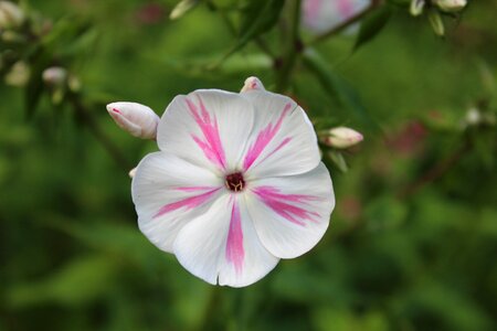 White pink plant photo