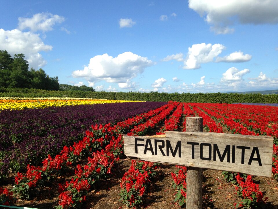 Farm tommy ta japan