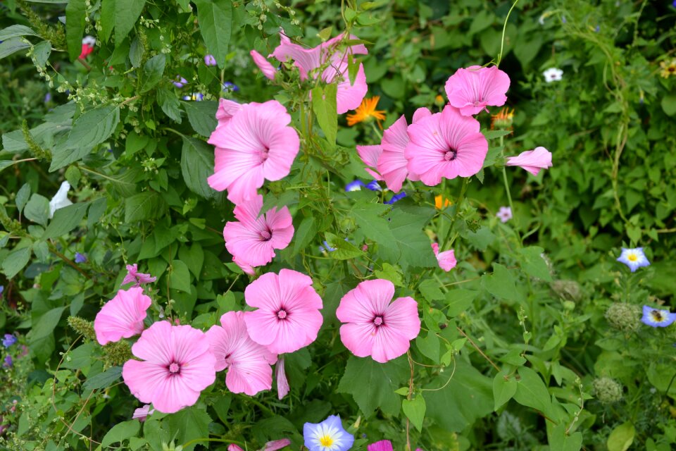 Diversity summer color