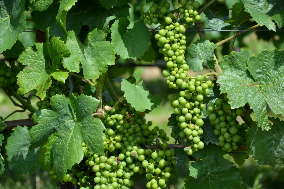 Vines grapevine winegrowing