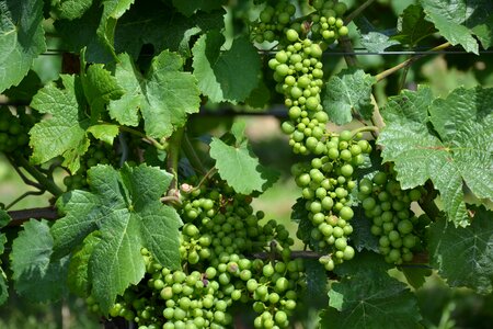 Vines grapevine winegrowing