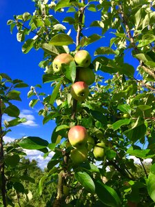 Apple tree nature fruit