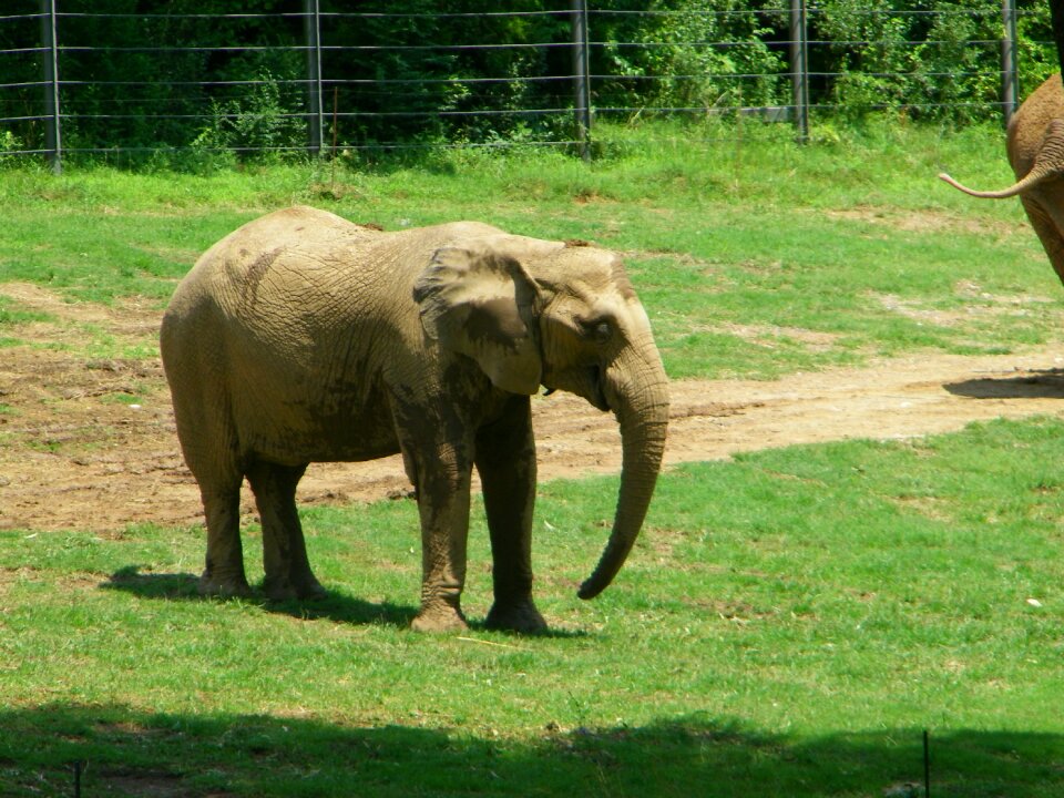 Wildlife big zoology