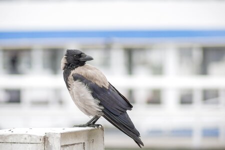 Raven bird nature wind