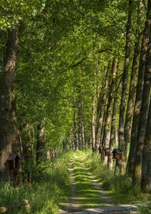 Trees mood shady photo