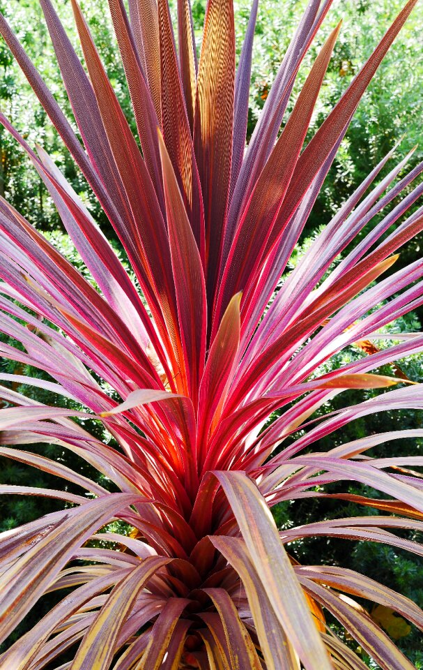 Nice plant discounts