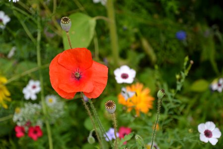 Diversity summer color