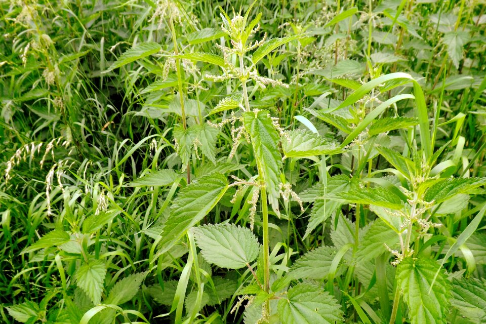 Nettles high grass green