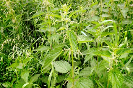 Nettles high grass green