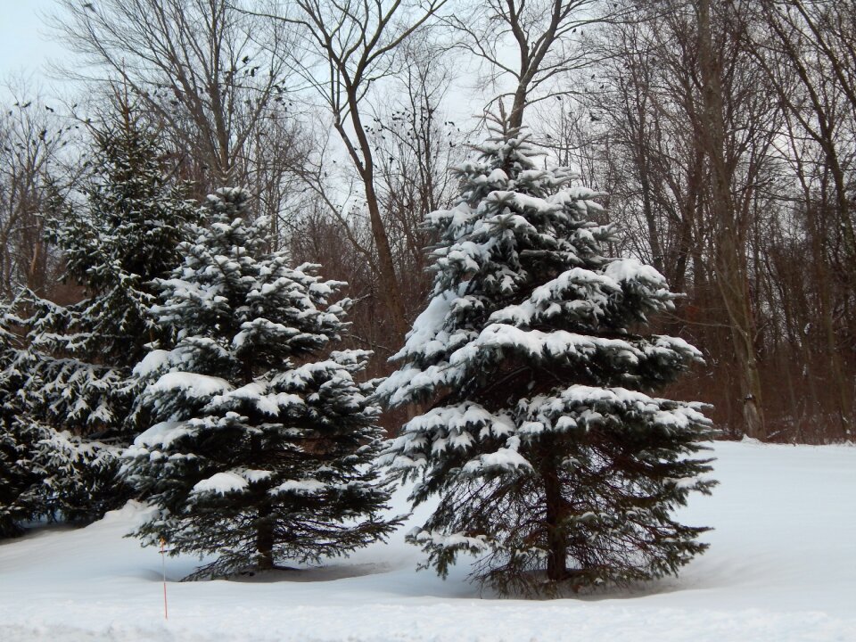 Snow forest