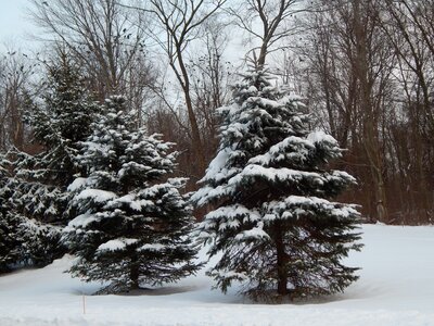 Snow forest