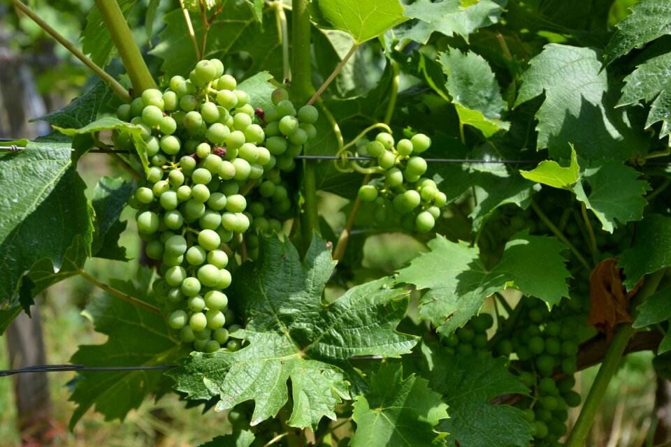 Vines grapevine winegrowing