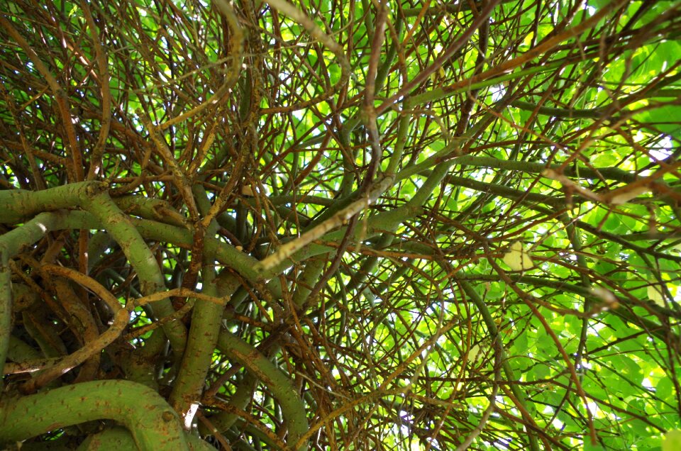 Willow nature green