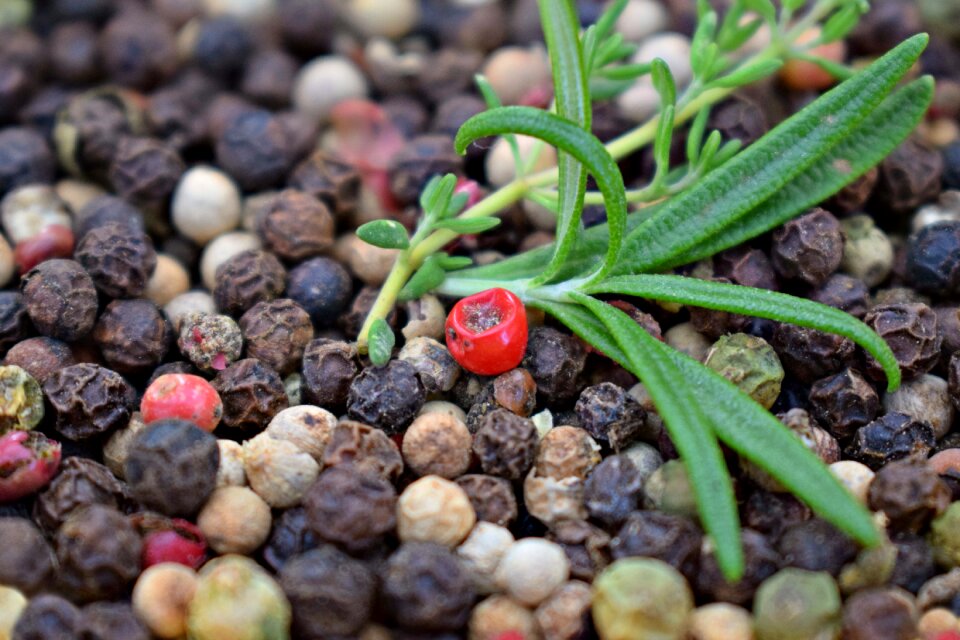 Thyme rosemary spices photo