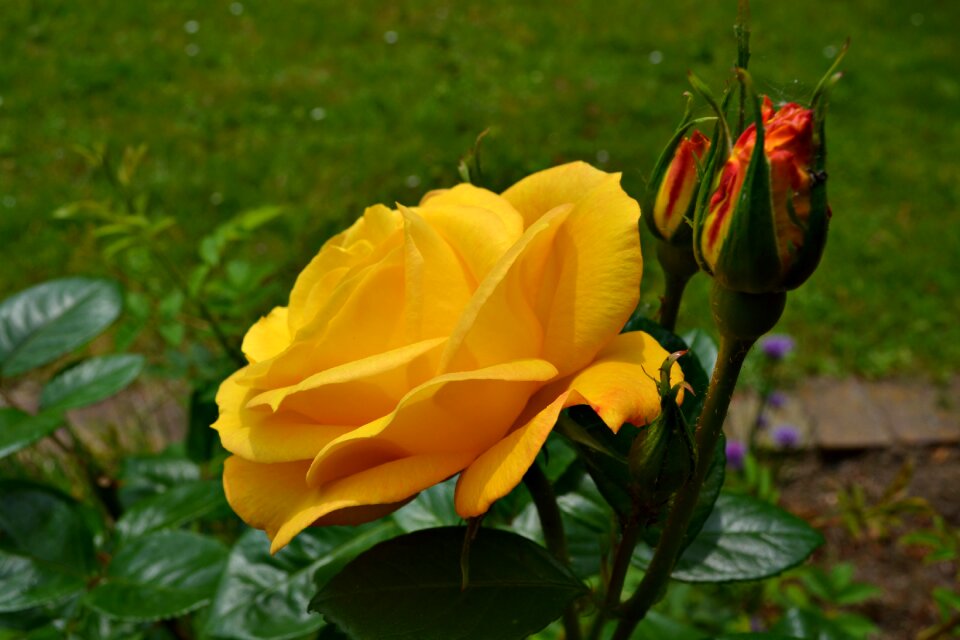 Yellow roses yellow flowers