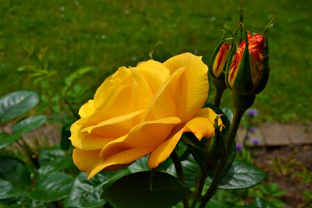 Yellow roses yellow flowers photo