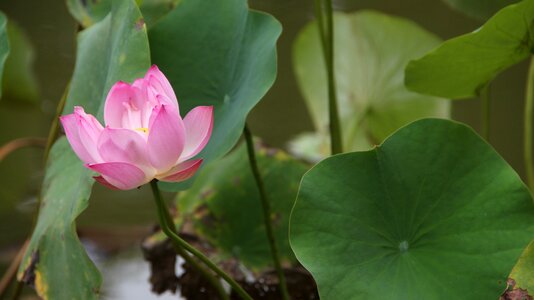 Leisure pond water plant