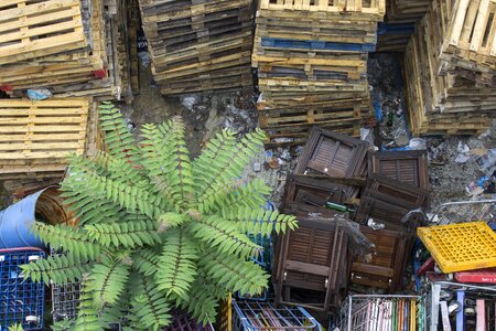 Plant abstract mess photo