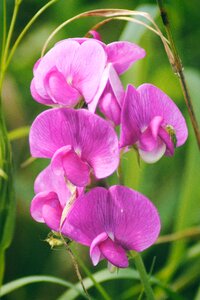 Bloom plant field