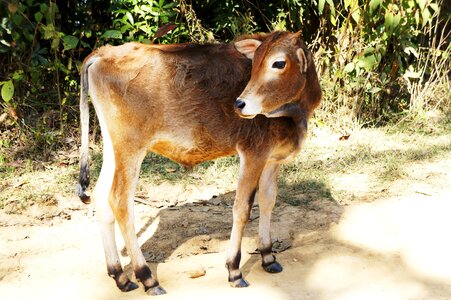 Cattle young animal nature