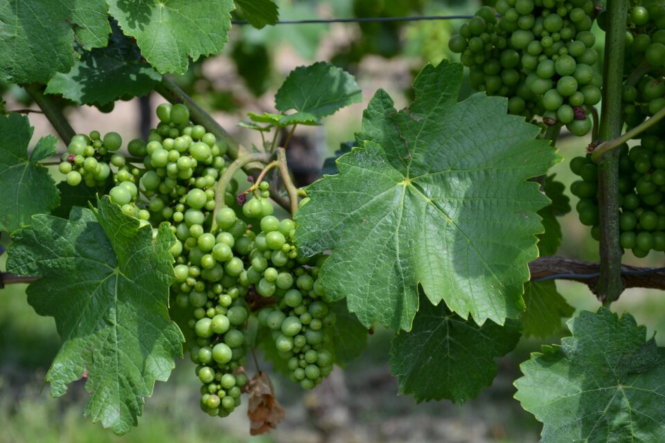 Vines grapevine winegrowing