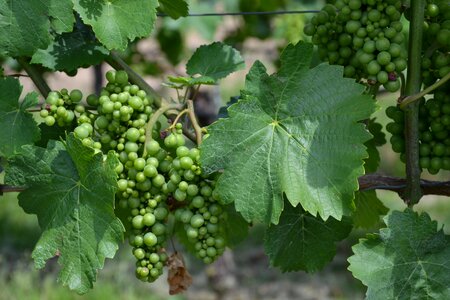 Vines grapevine winegrowing
