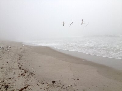 Birds shore seagulls