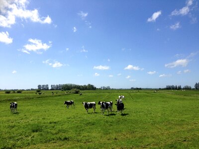 Cow cattle graze photo