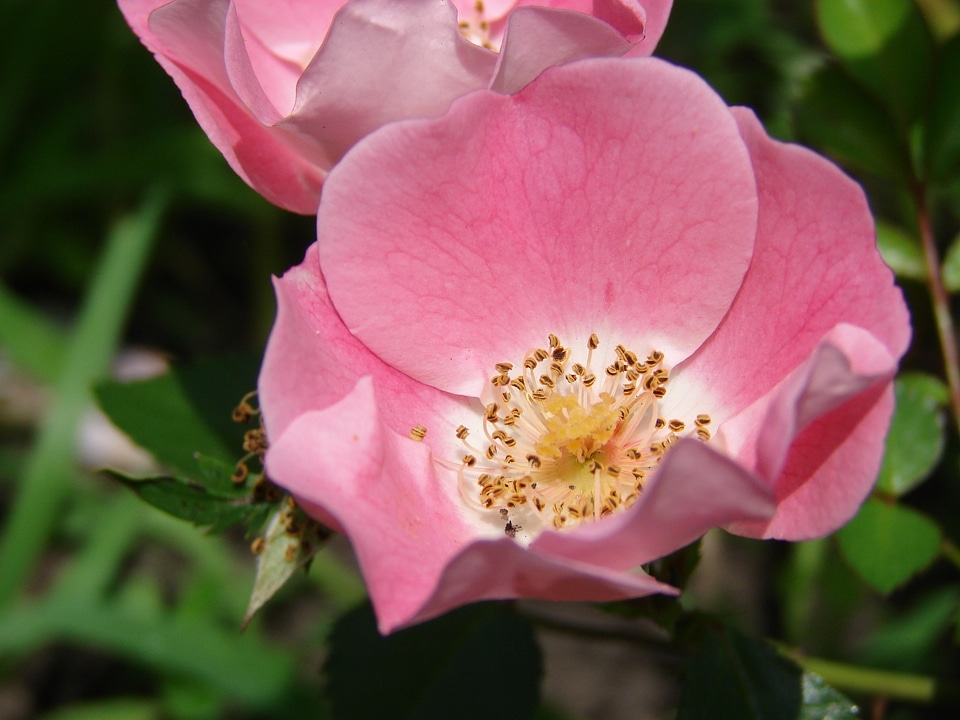 Plant natural blossom