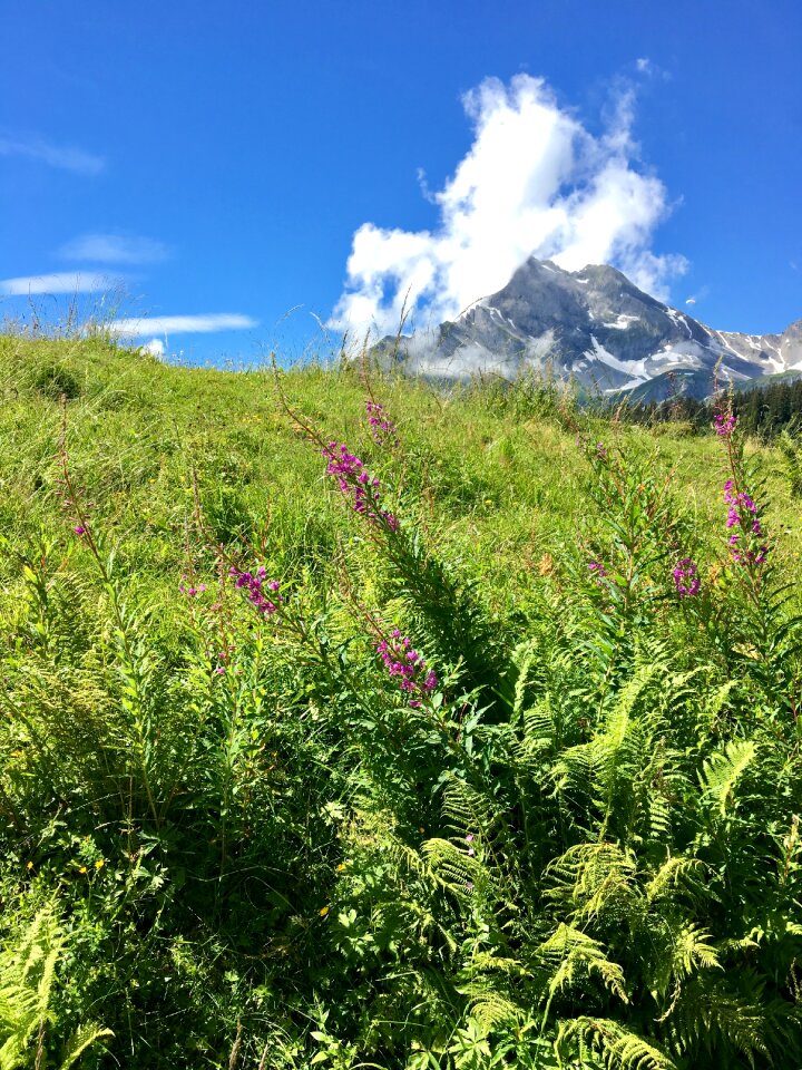 Landscape glarus summer