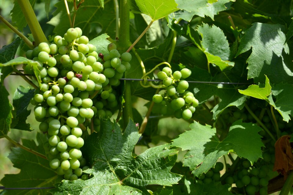 Vines grapevine winegrowing
