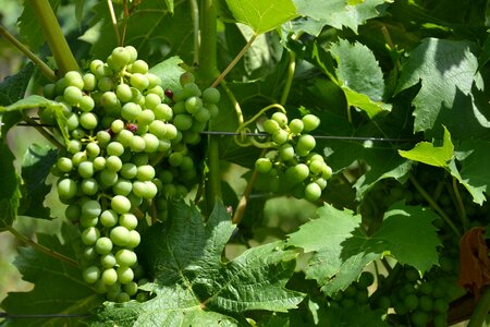 Vines grapevine winegrowing