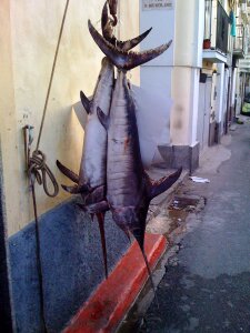 Fish street italy photo