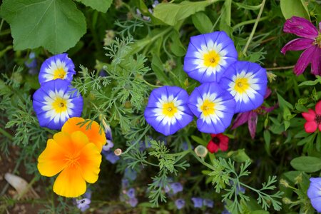 Diversity summer color