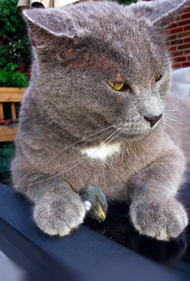 Grey toy mouse portrait
