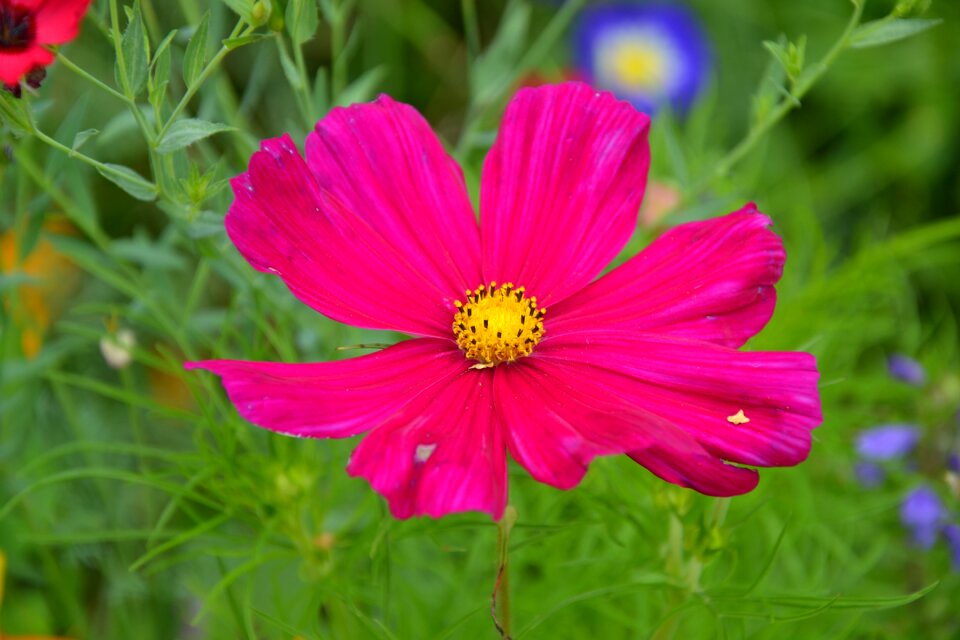 Diversity summer color