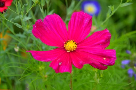 Diversity summer color