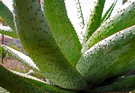 Nice cactus spur