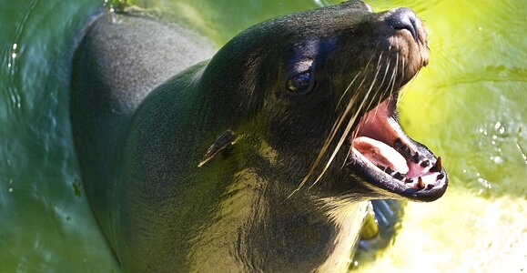 Sea lion predator meeresbewohner