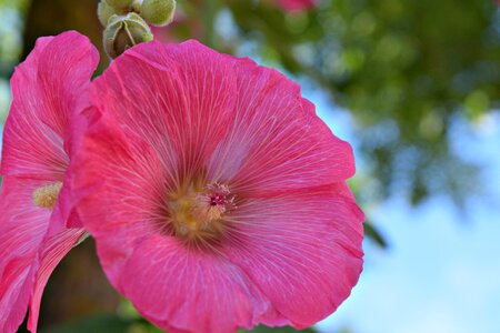 Petunia garden plant bloom photo