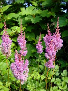 False goats beard false spirea perennial