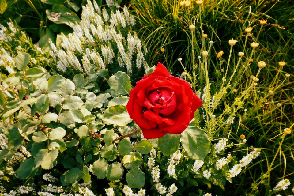 Garden blossom bloom