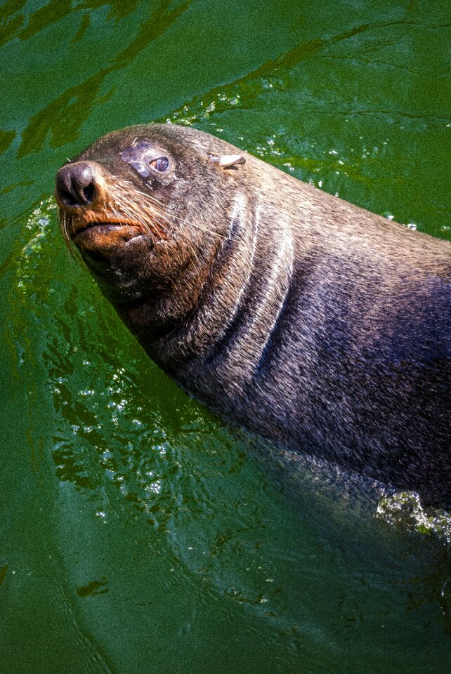 Sea lion predator meeresbewohner