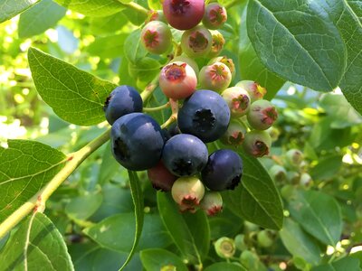 Heidelbeerstrauch blueberry delicious photo