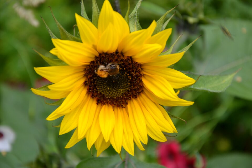 Diversity summer color