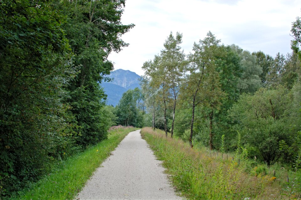 Forest path nature green